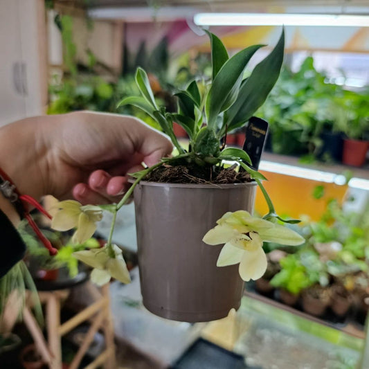 Promenaea Sunlight "M"