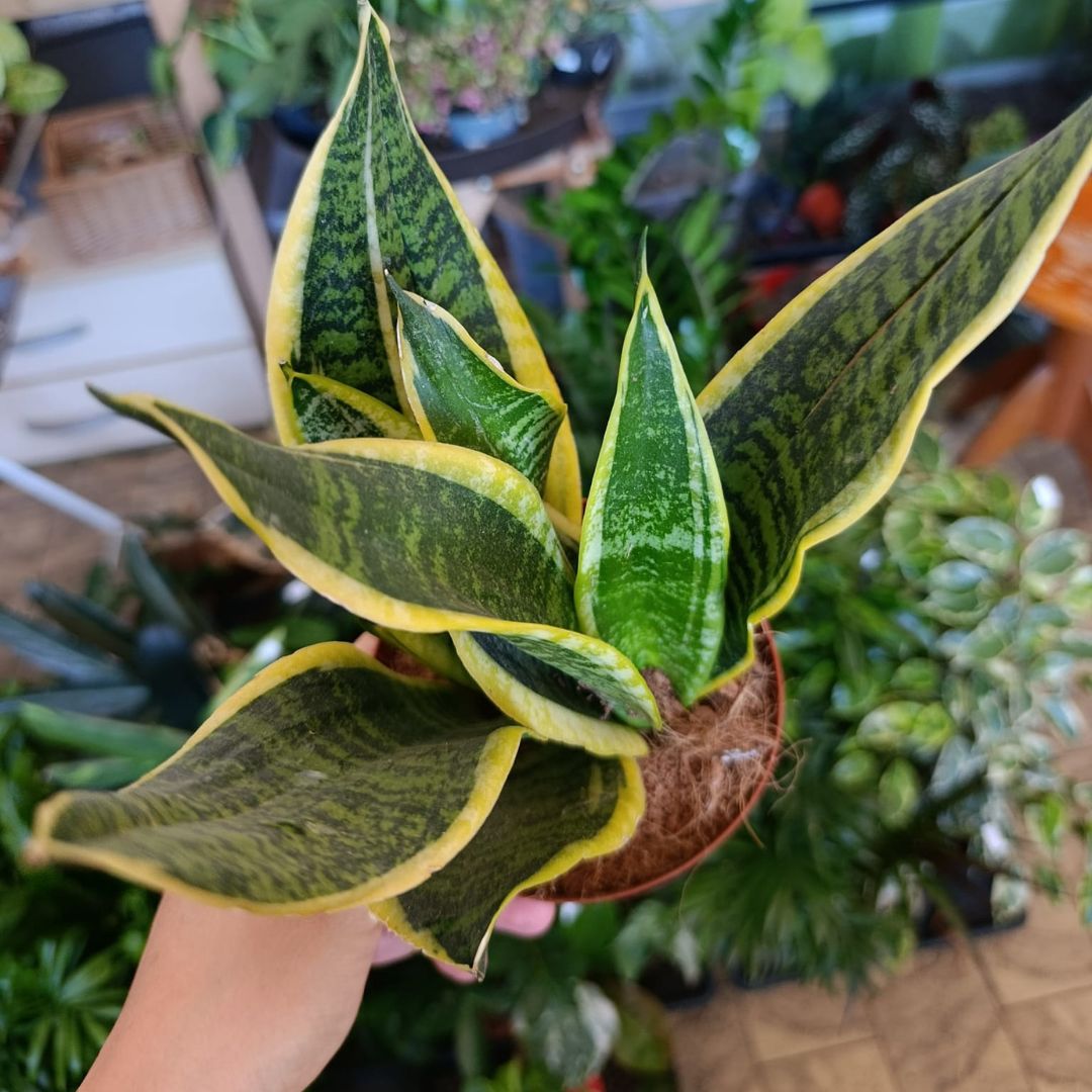 Sansevieria Laurentii "L"