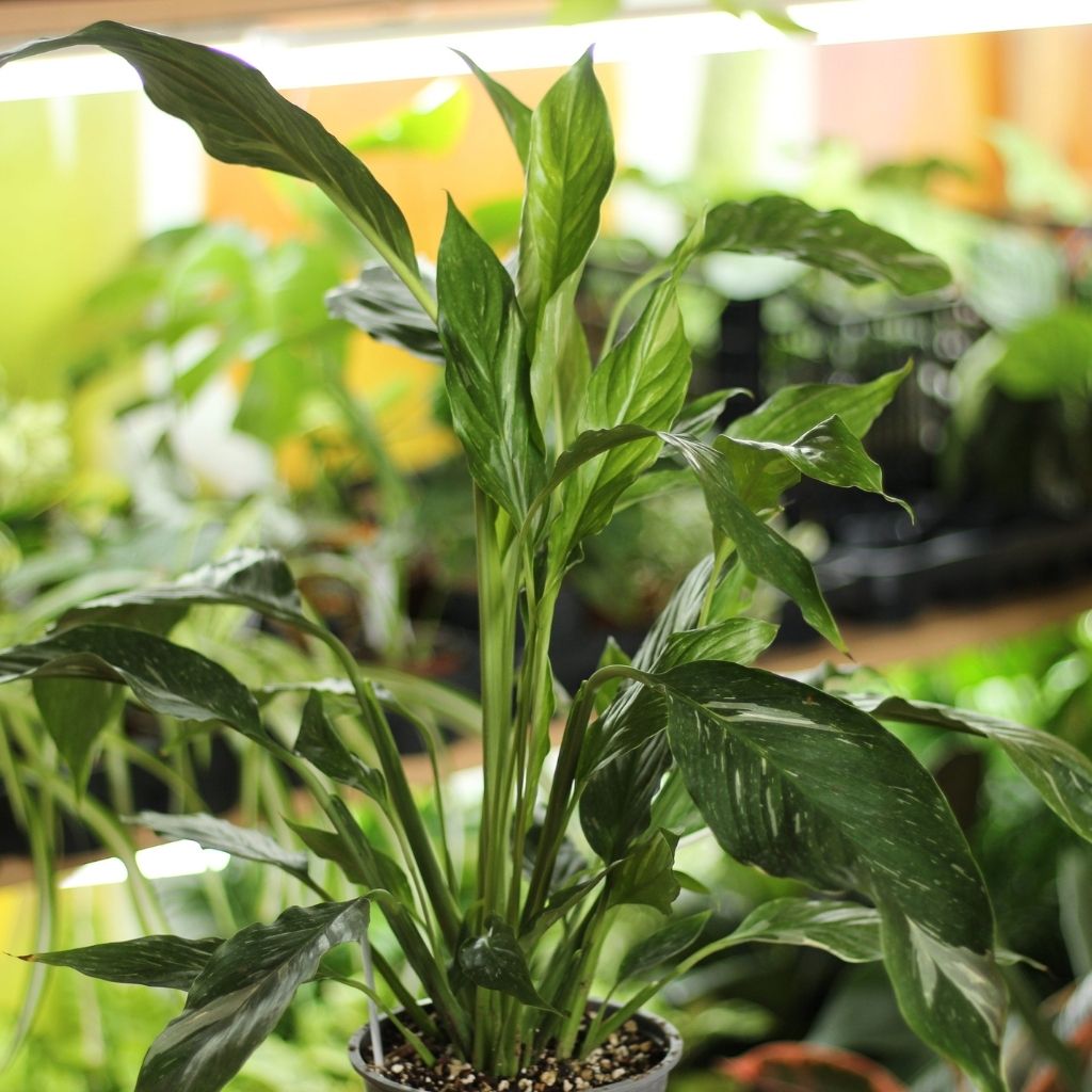 Spathiphyllum Diamond "L"