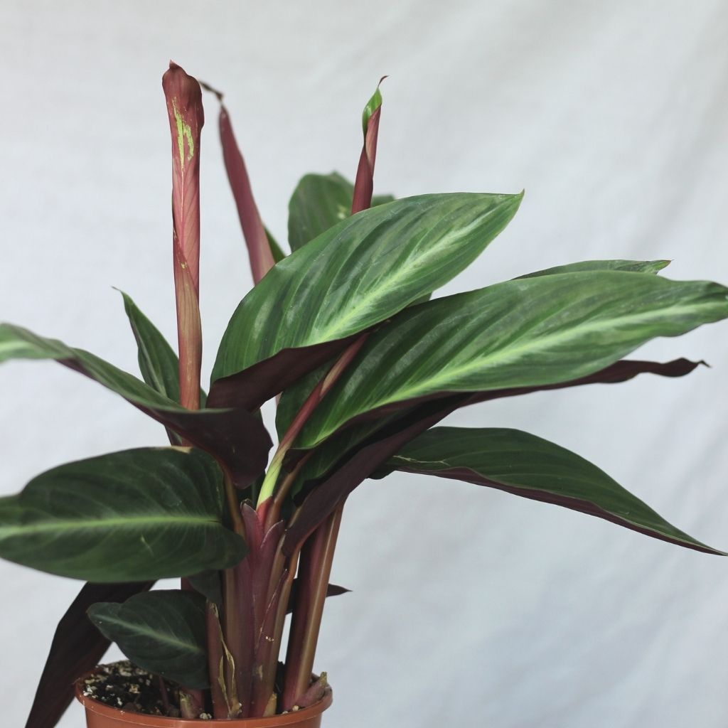 Stromanthe stripestar "L"