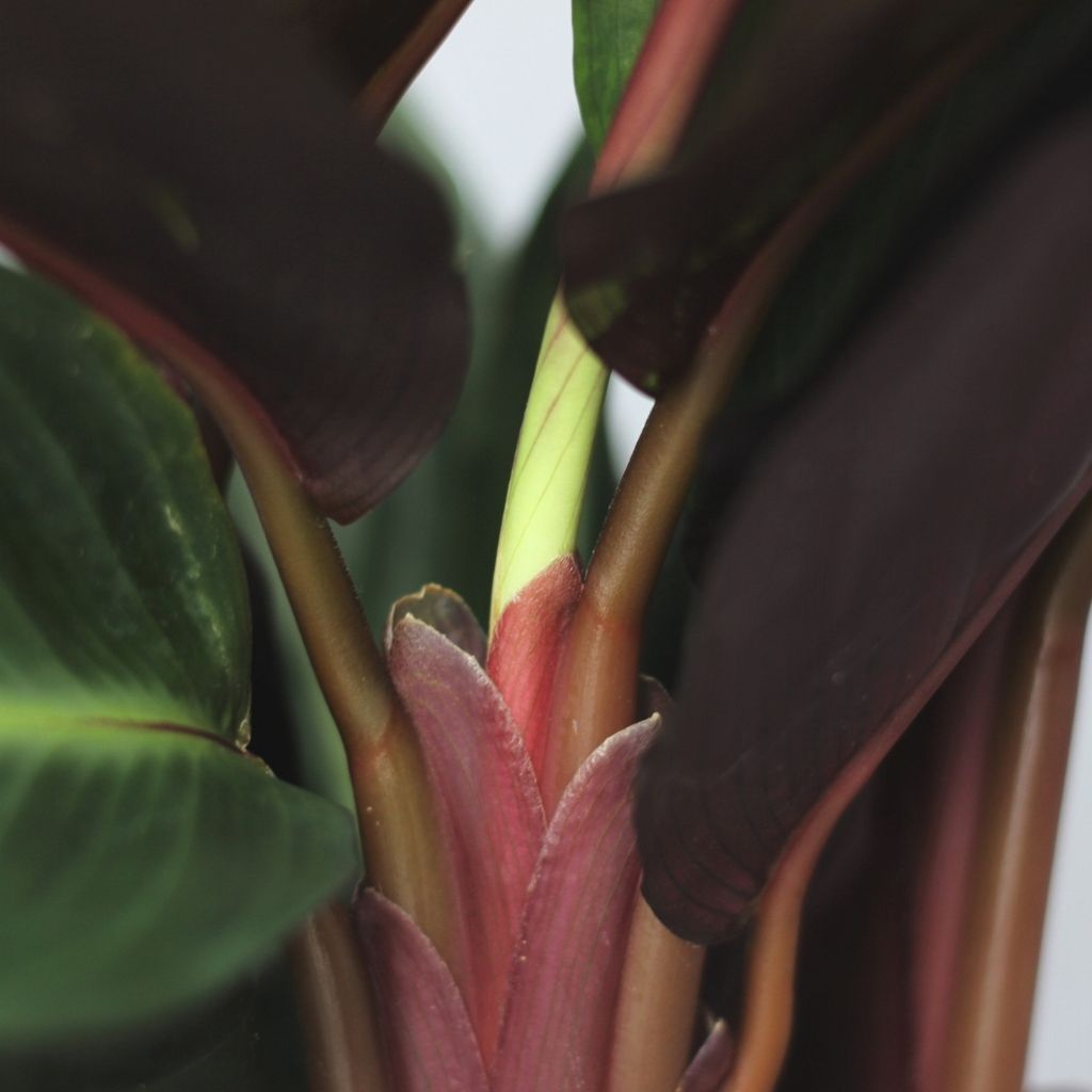 Stromanthe stripestar "L"
