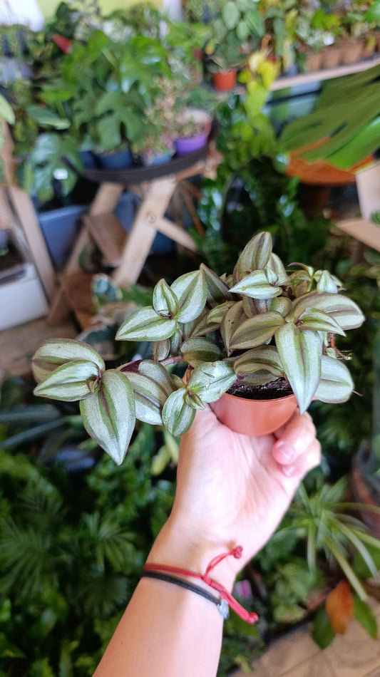 Tradescantia zebrina "S"