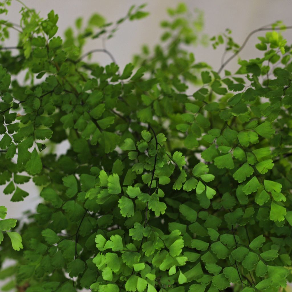 Adiantum raddianum "M"