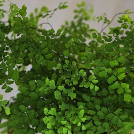 Adiantum raddianum "M"