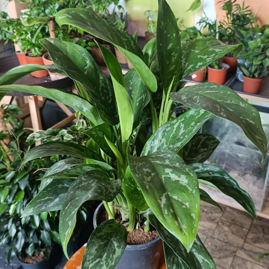 Aglaonema Green Lady "L"