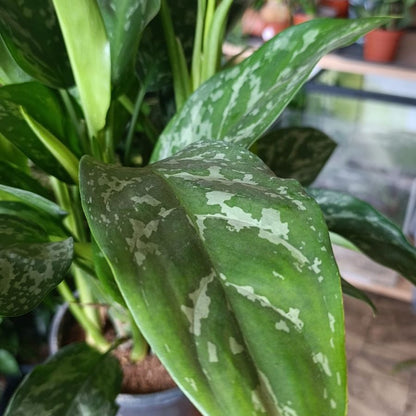 Aglaonema Green Lady "L"