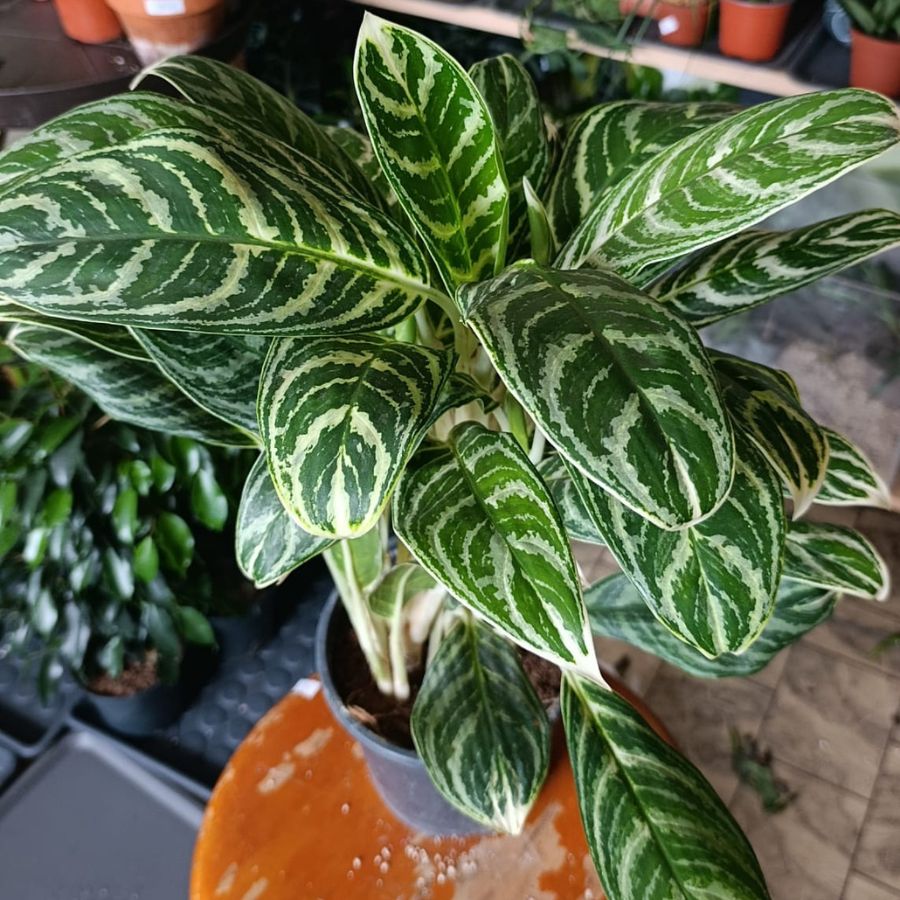 Aglaonema Ivy Green "L"
