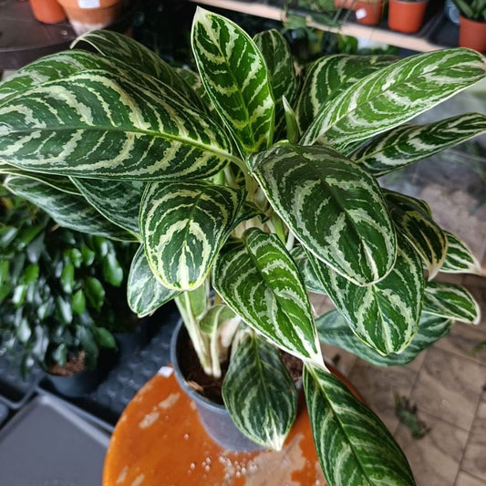 Aglaonema Ivy Green "L"