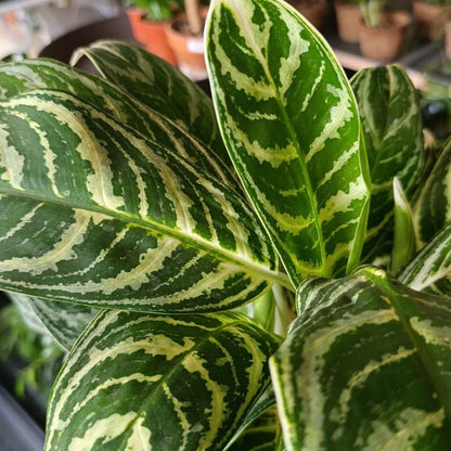 Aglaonema Ivy Green "L"
