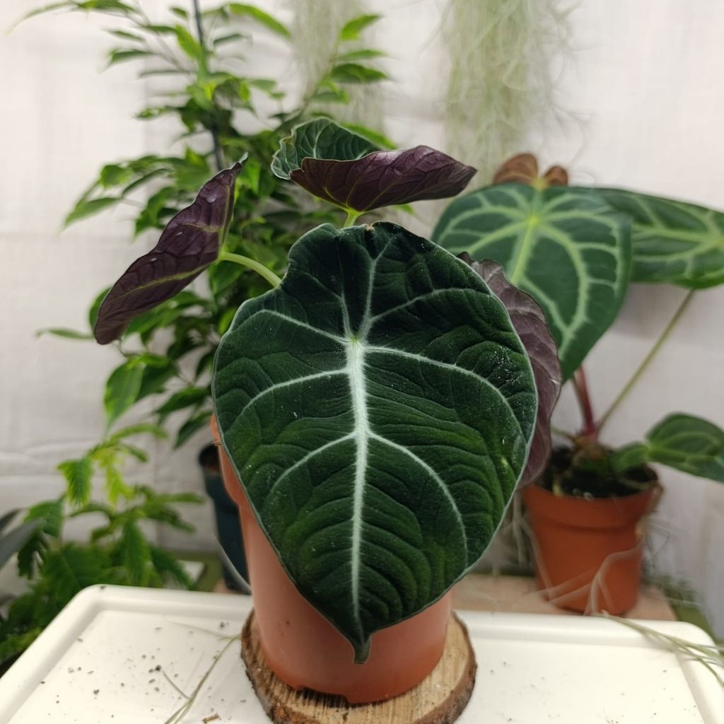 Alocasia Black Velvet "L"