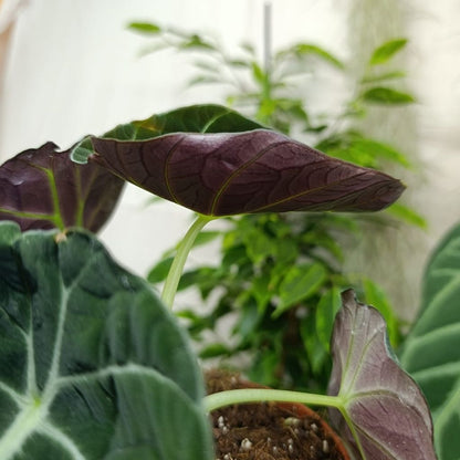 Alocasia Black Velvet "L"
