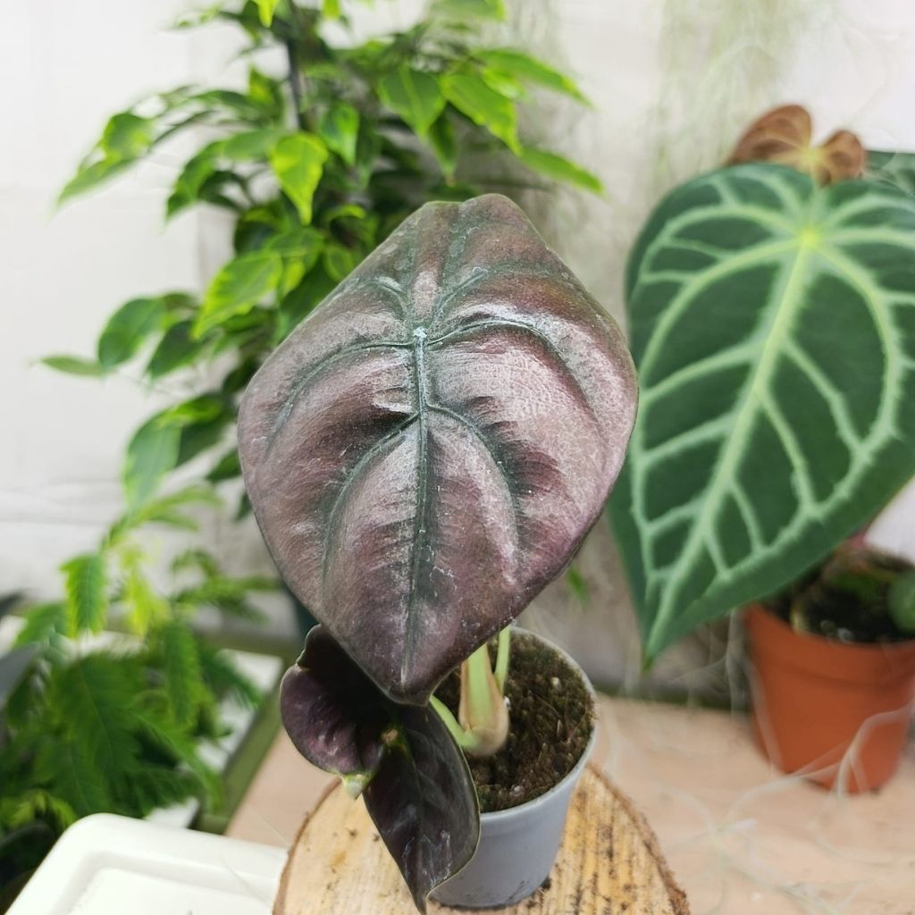Alocasia Cuprea Red "S"