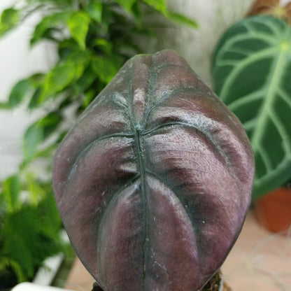 Alocasia Cuprea Red "S"