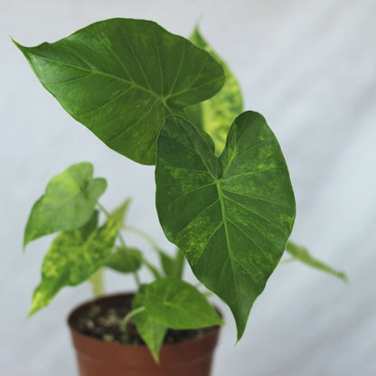Alocasia Gageana Aurea