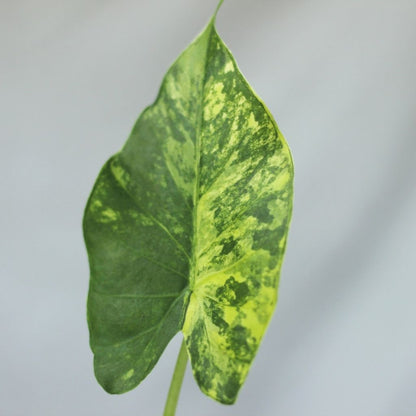 Alocasia Gageana Aurea