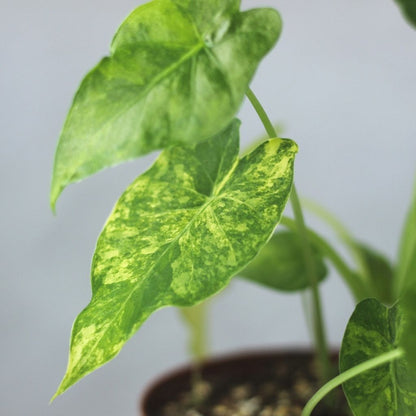 Alocasia Gageana Aurea