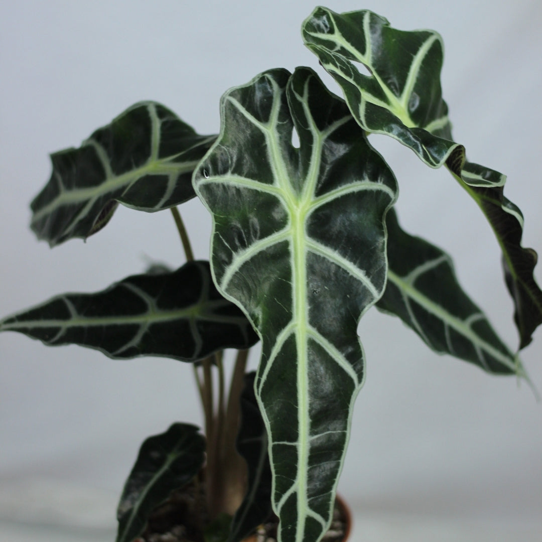 Alocasia Polly "M"