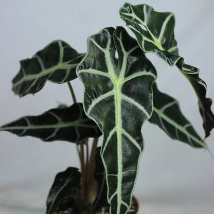 Alocasia Polly "M"