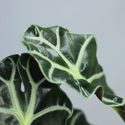Alocasia Polly "M"