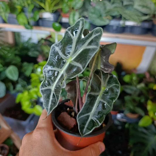 Alocasia Polly "S"