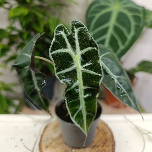 Alocasia Polly "S"