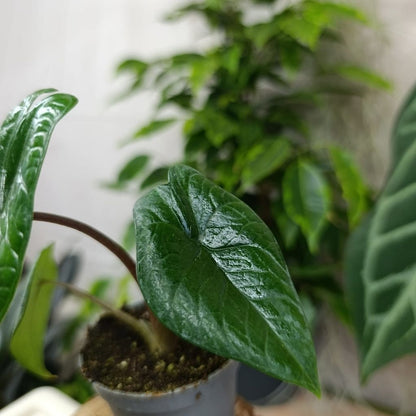 Alocasia Scalprum "S"