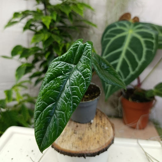 Alocasia Scalprum "S"
