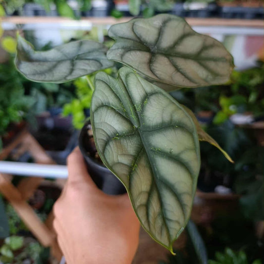 Alocasia Silver Dragon "M"