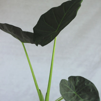 Alocasia Yucatán Princess