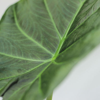 Alocasia Yucatán Princess
