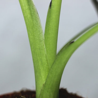 Alocasia Yucatán Princess