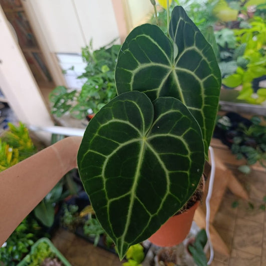 Anthurium Clarinervium "L"