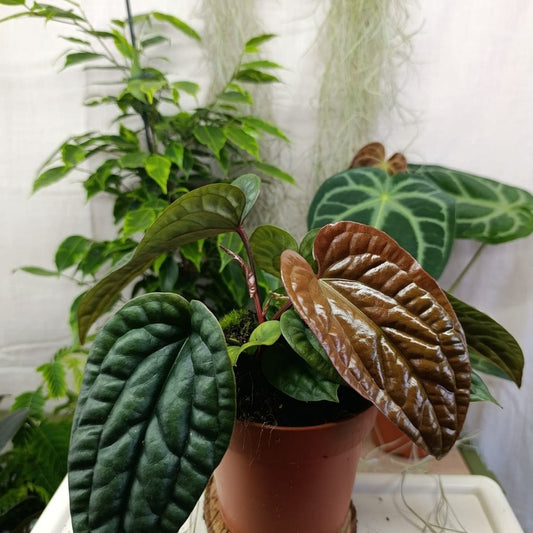 Anthurium Luxurians X Radicans "L"