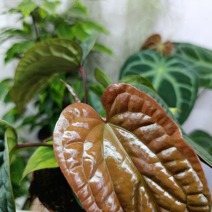 Anthurium Luxurians X Radicans "L"