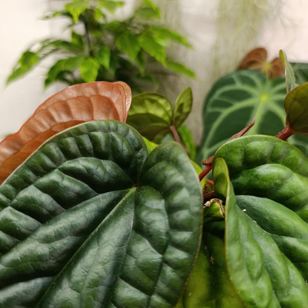 Anthurium Luxurians X Radicans "L"