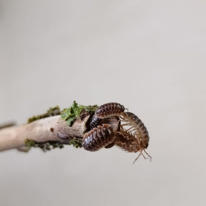 Armadillidium Klugii