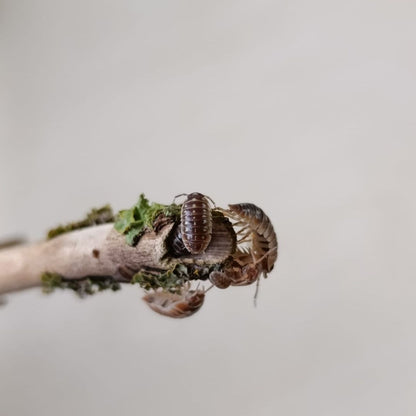 Armadillidium Klugii