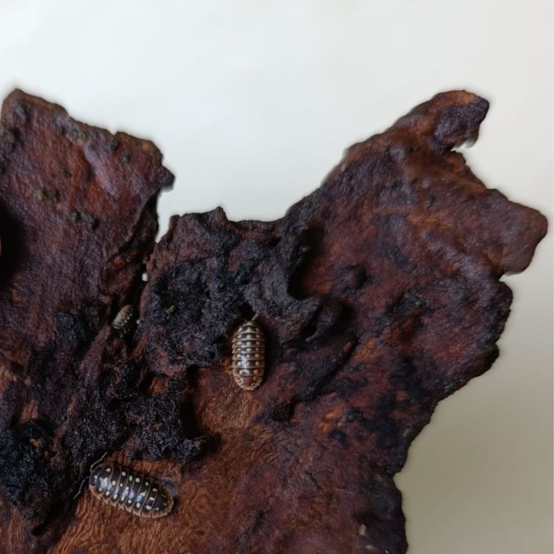 Armadillidium Klugii