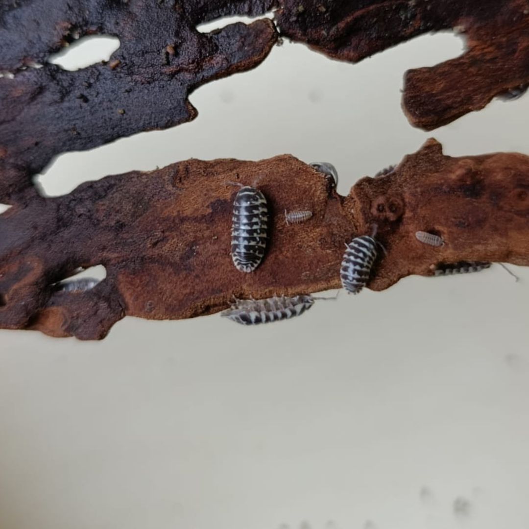 Armadillidium maculatum "Zebra"