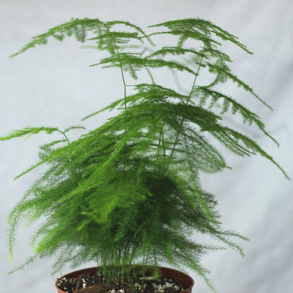 Asparagus Plumosus