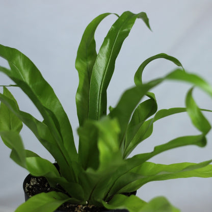 Asplenium Antiquum "M"