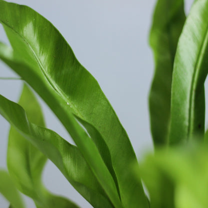 Asplenium Antiquum "M"