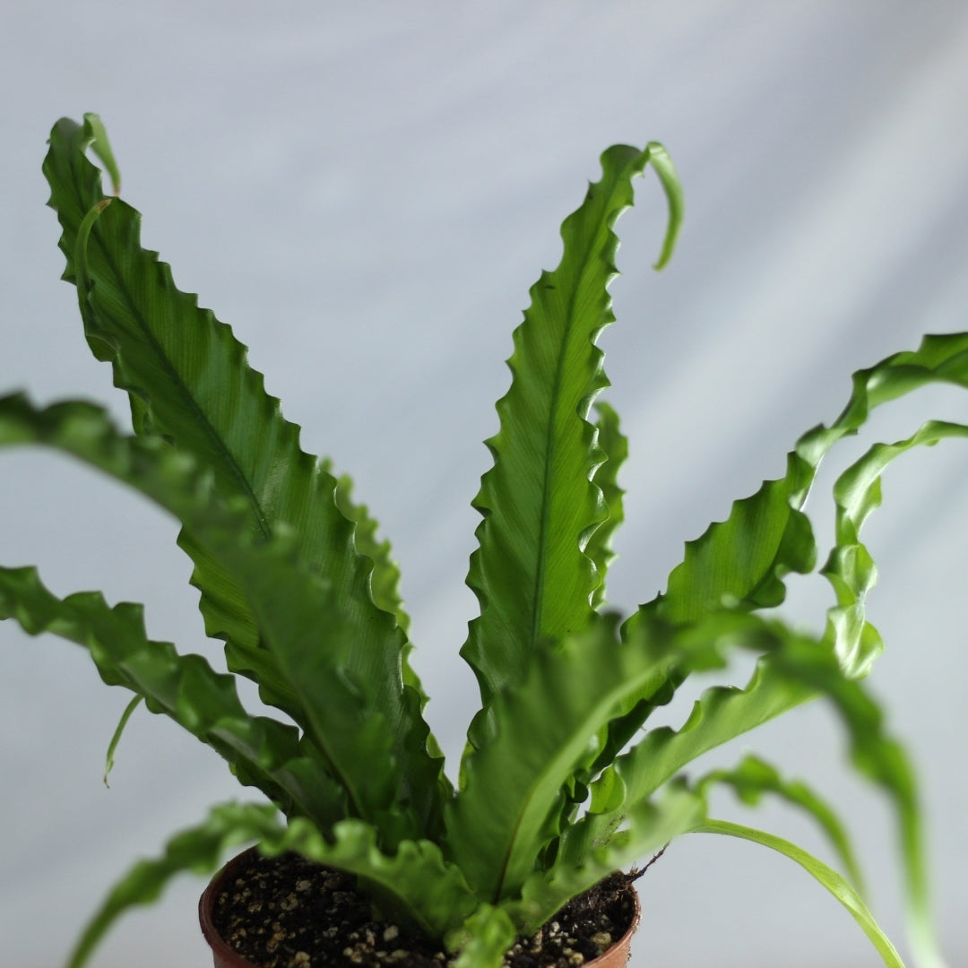 Asplenium antiquum Osaka "M"