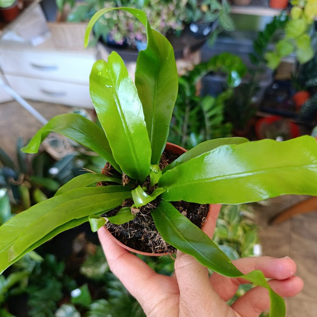 Asplenium Antiquum "S"