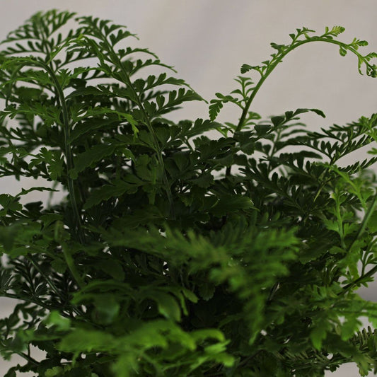 Asplenium Parvati