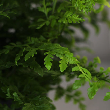 Asplenium Parvati
