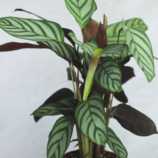 Calathea Exotica "L"