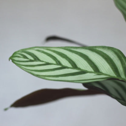Calathea Exotica "L"