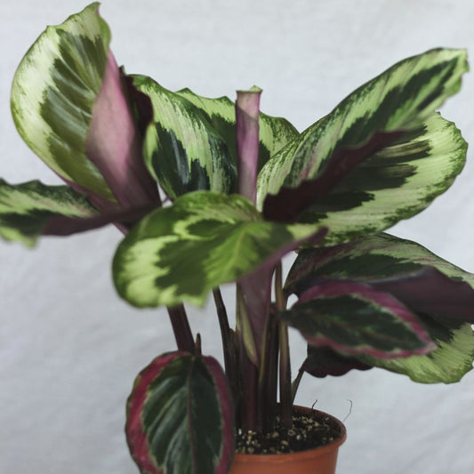 Calathea Medallion "L"