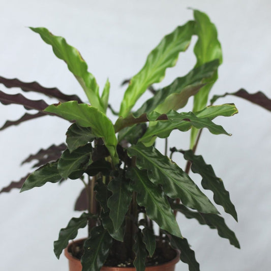 Calathea Rufibarba "L"